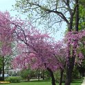 Cercis siliquastrum en fleur 2